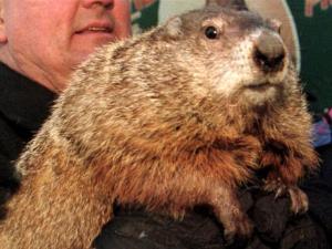 punxsutawney-phil2